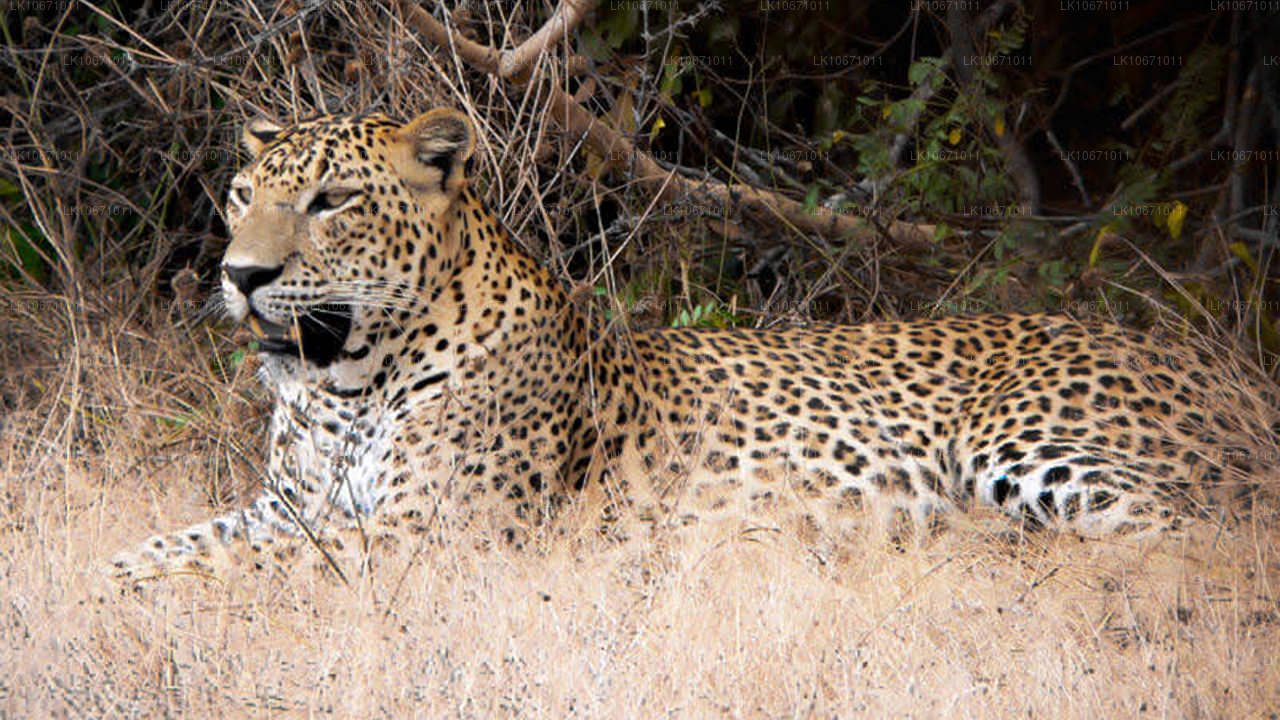 Szlak Ramayana (6 dni)