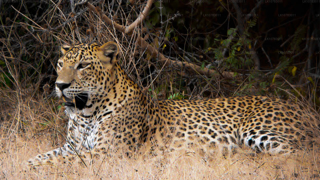Wielka Piątka w sezonie południowego wybrzeża (7 dni)