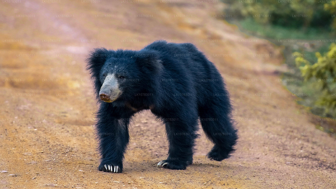 Wielka Piątka w sezonie południowego wybrzeża (7 dni)