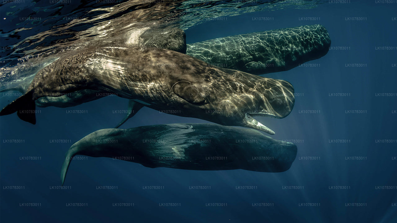 Wielka Piątka w sezonie południowego wybrzeża (7 dni)