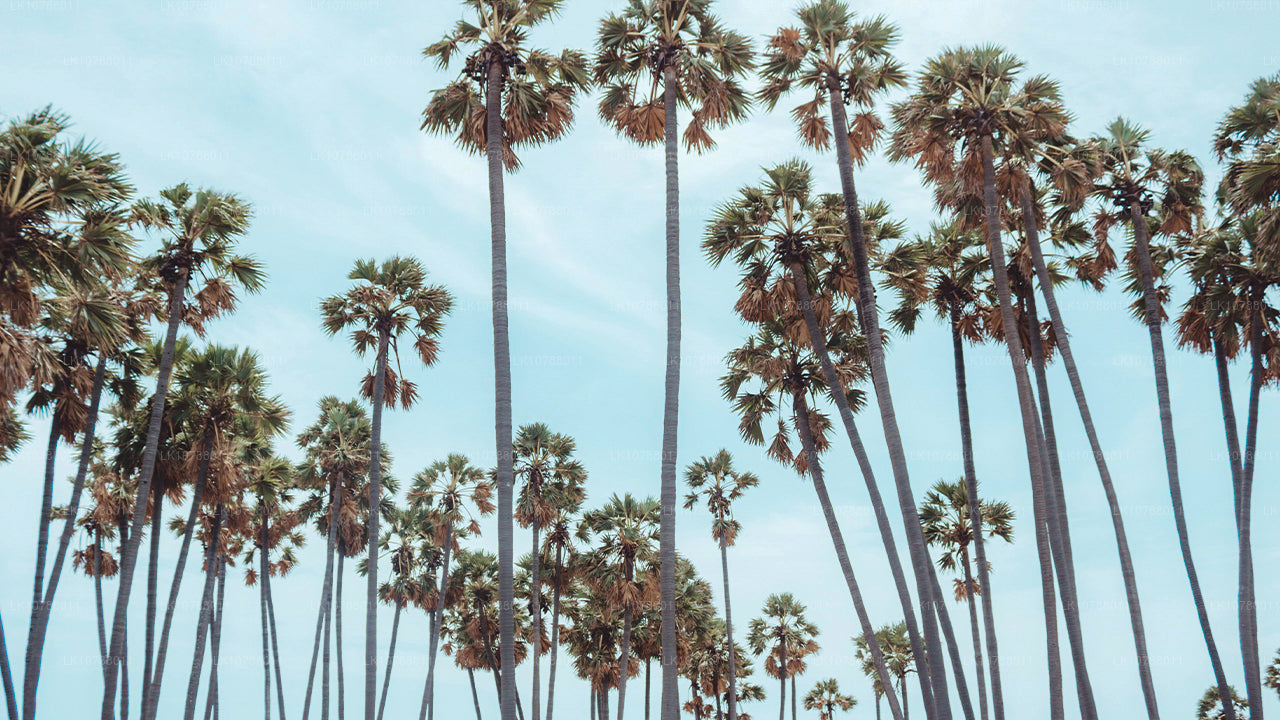 Niesamowita Jaffna (7 dni)