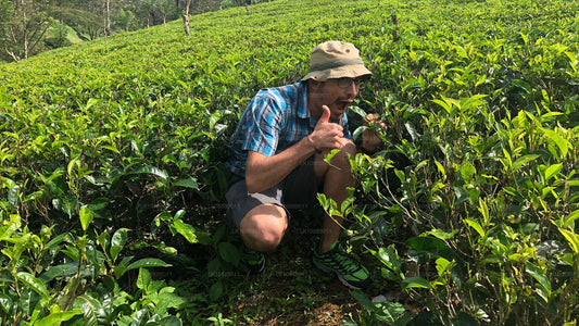 Spacer pośród kultury (8 dni)