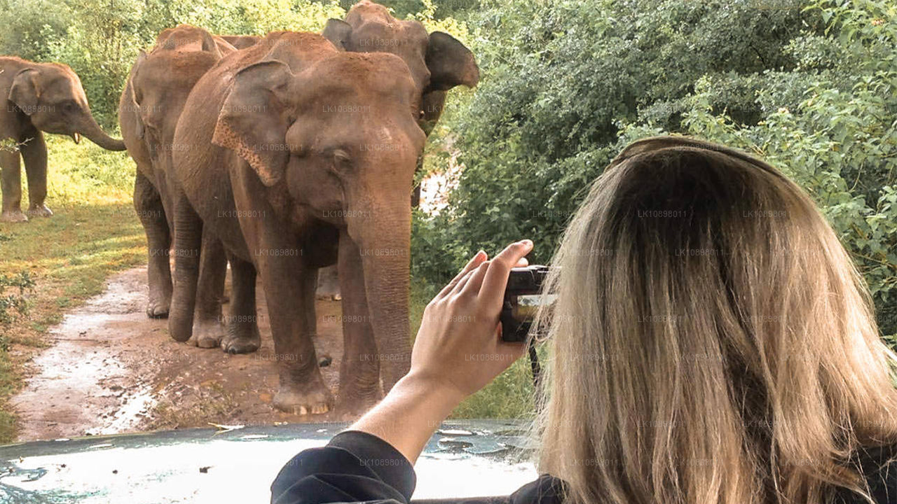 Odkryj Serendib koleją (8 dni)