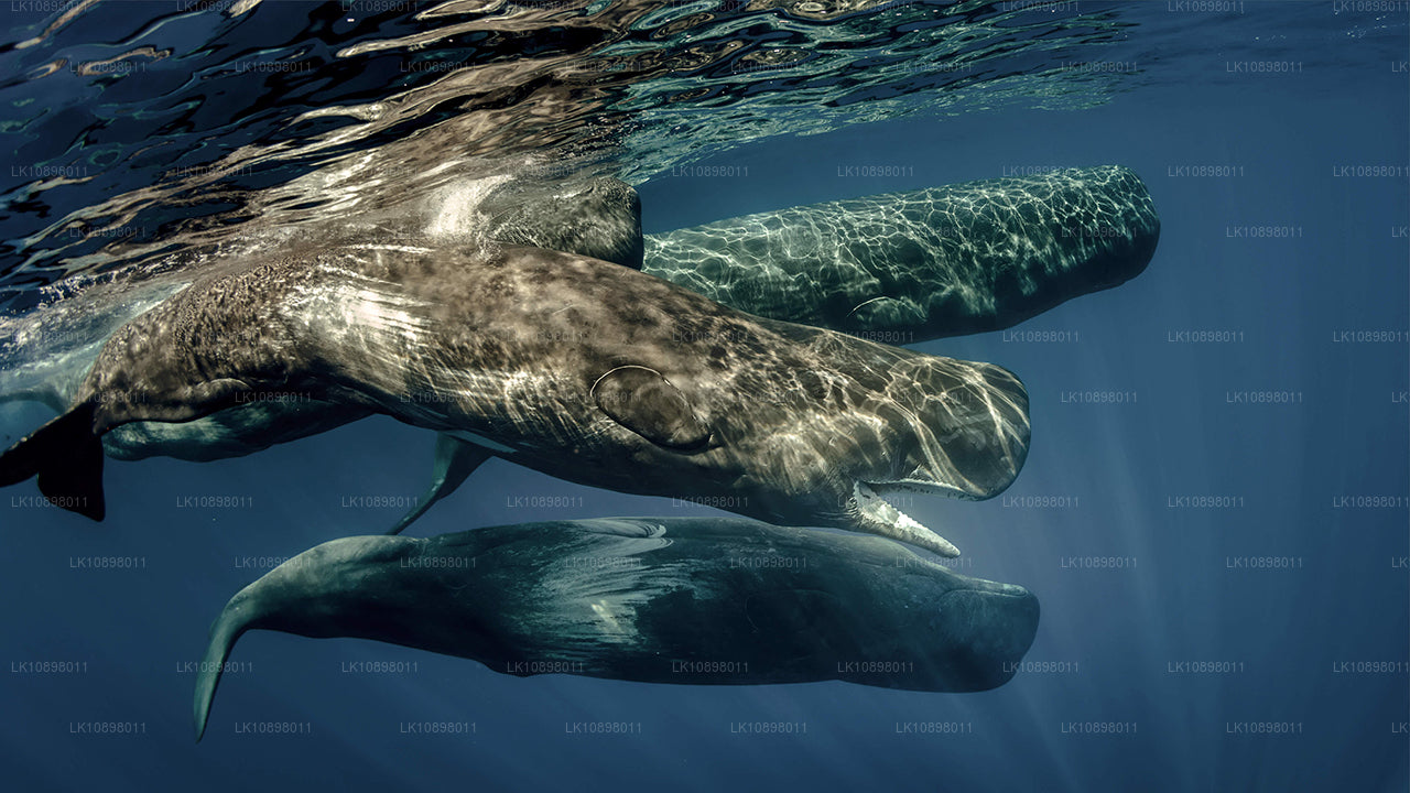 Odkryj Serendib koleją (8 dni)