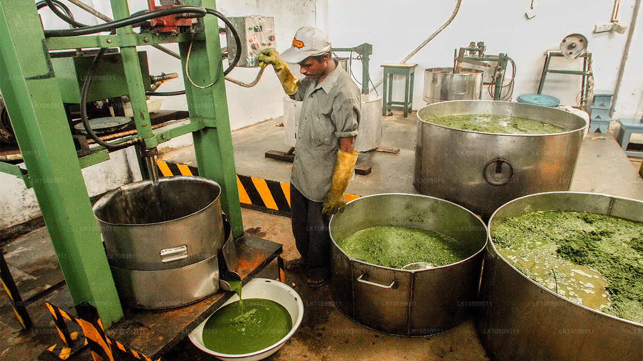 Relaks i relaks z Siddalepą (8 dni)