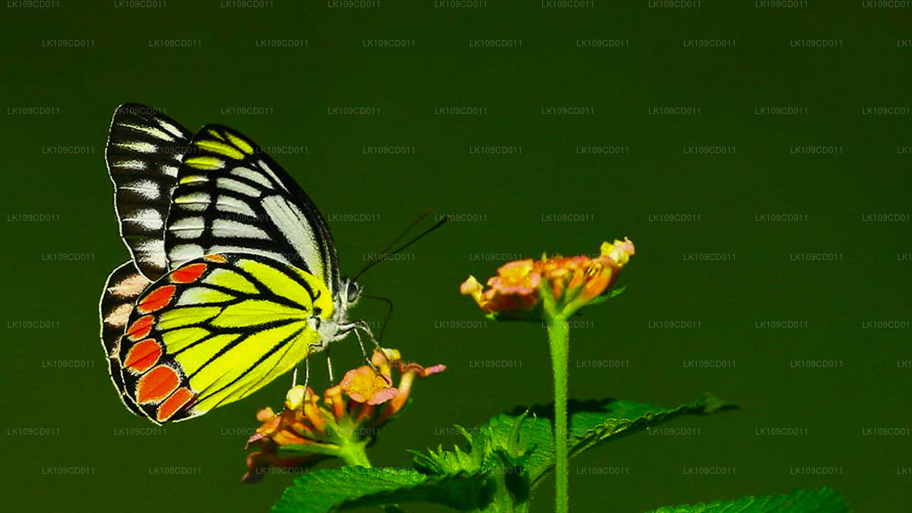 Wycieczka z obserwacją ważek i motyli (9 dni)