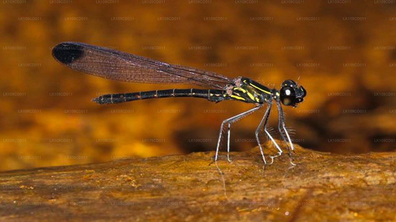 Wycieczka z obserwacją ważek i motyli (9 dni)