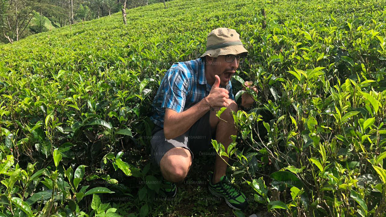 Południowe plaże Serendib (10 dni)