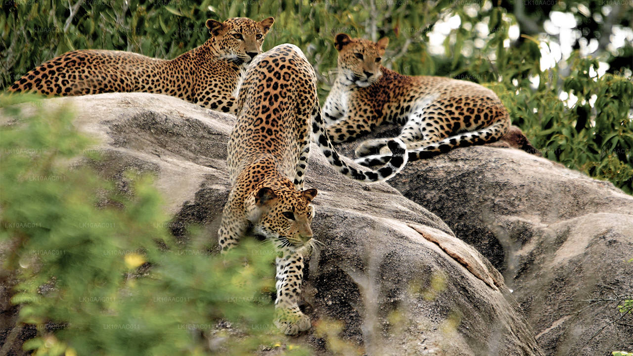 Królestwa Cejlonu (10 dni)