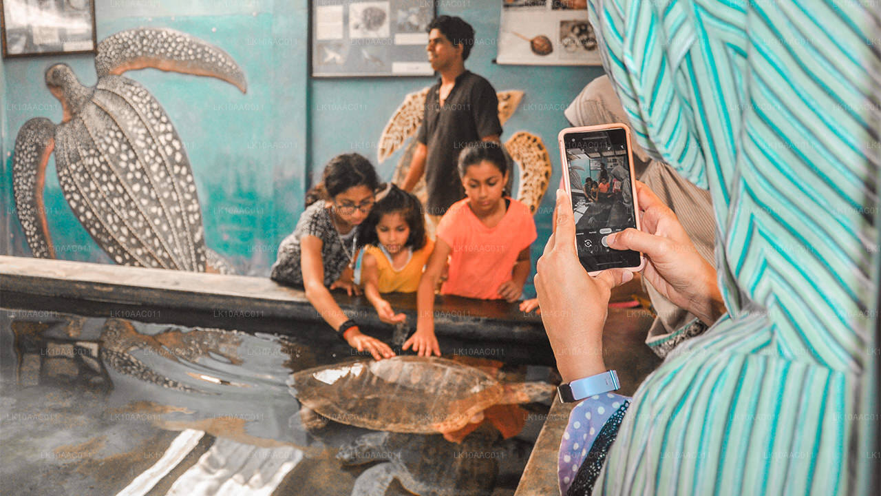 Królestwa Cejlonu (10 dni)