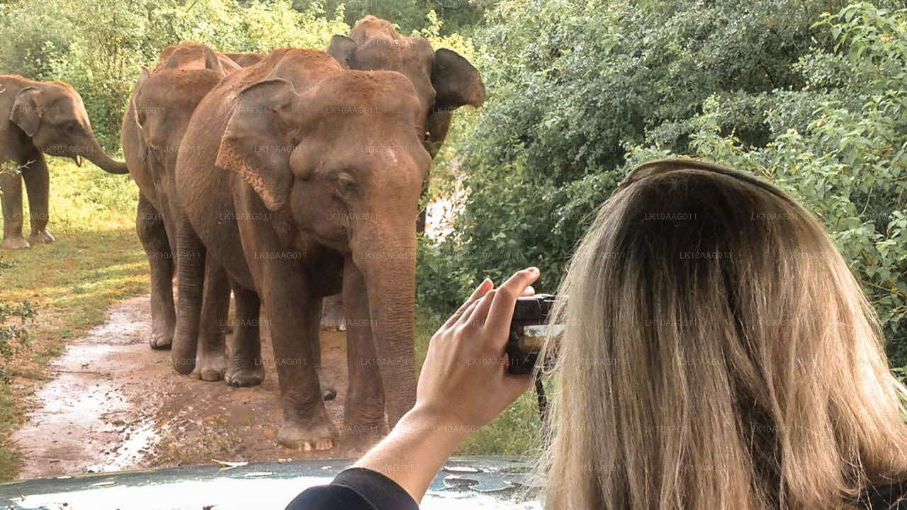 Dzika przyroda Sri Lanki (10 dni)