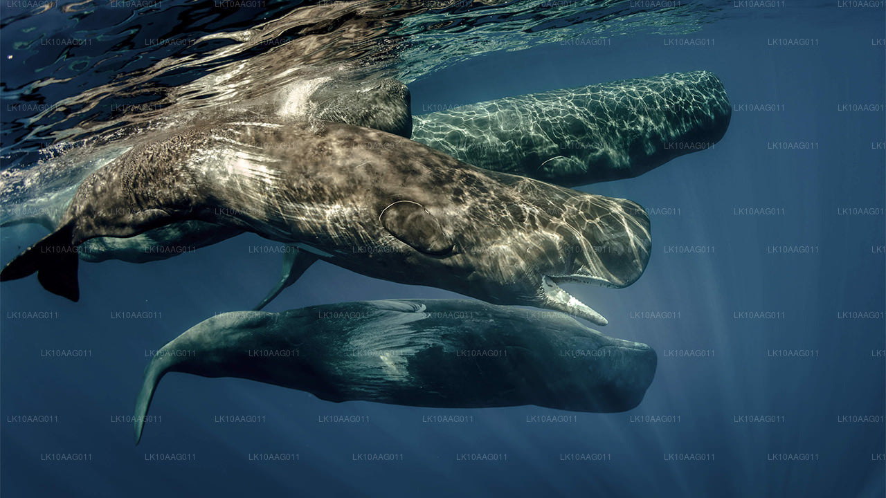 Dzika przyroda Sri Lanki (10 dni)