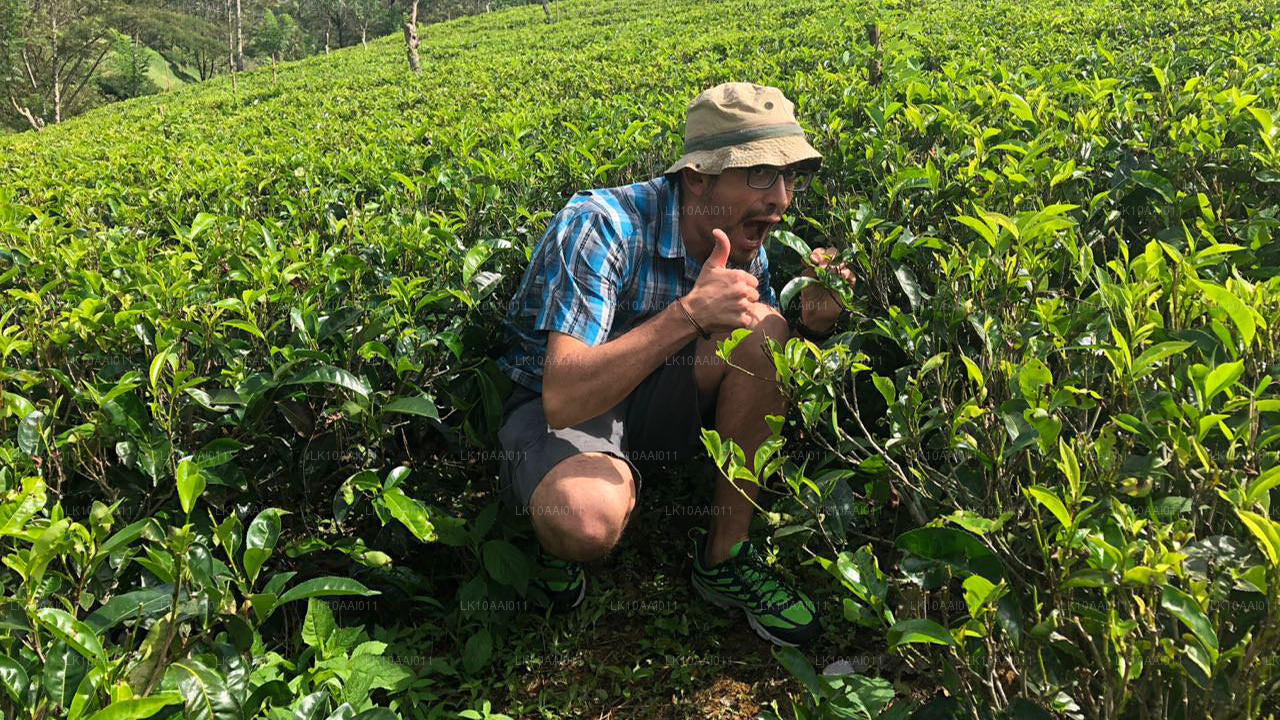 Sri Lanka Halal (islamska) Wycieczka (10 dni)