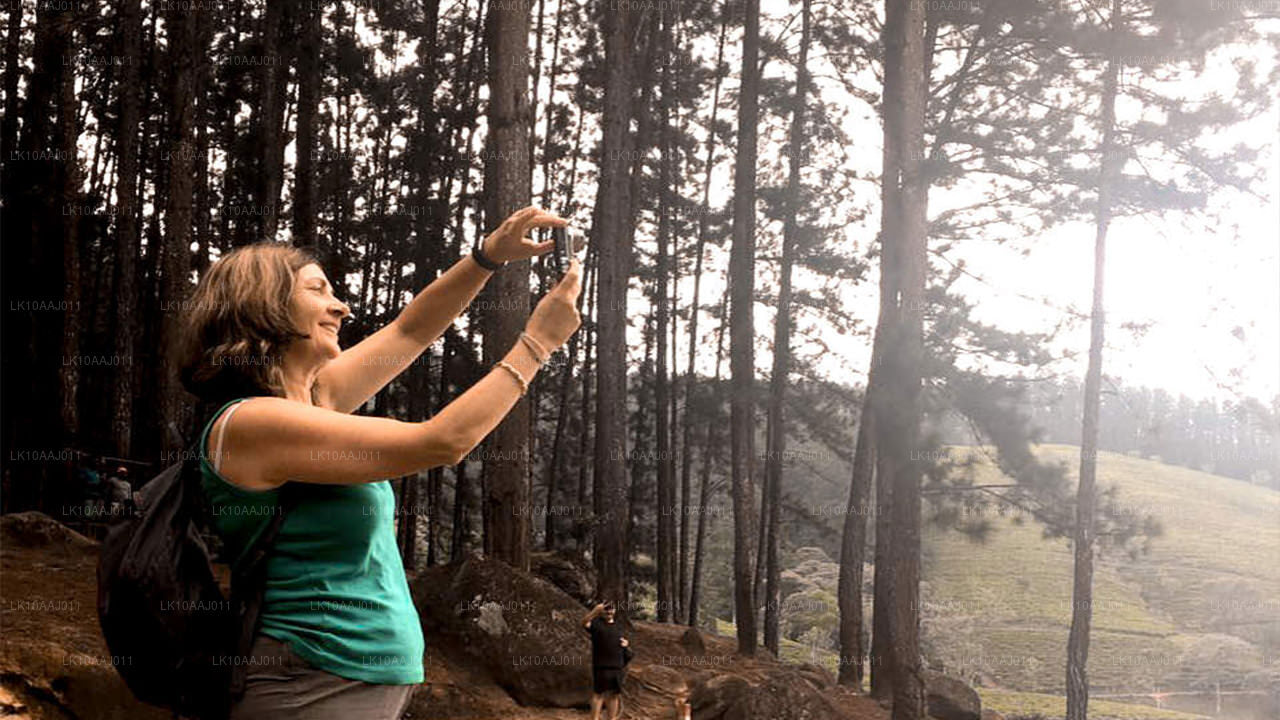 Wycieczka po herbacie po Cejlonie (10 dni)