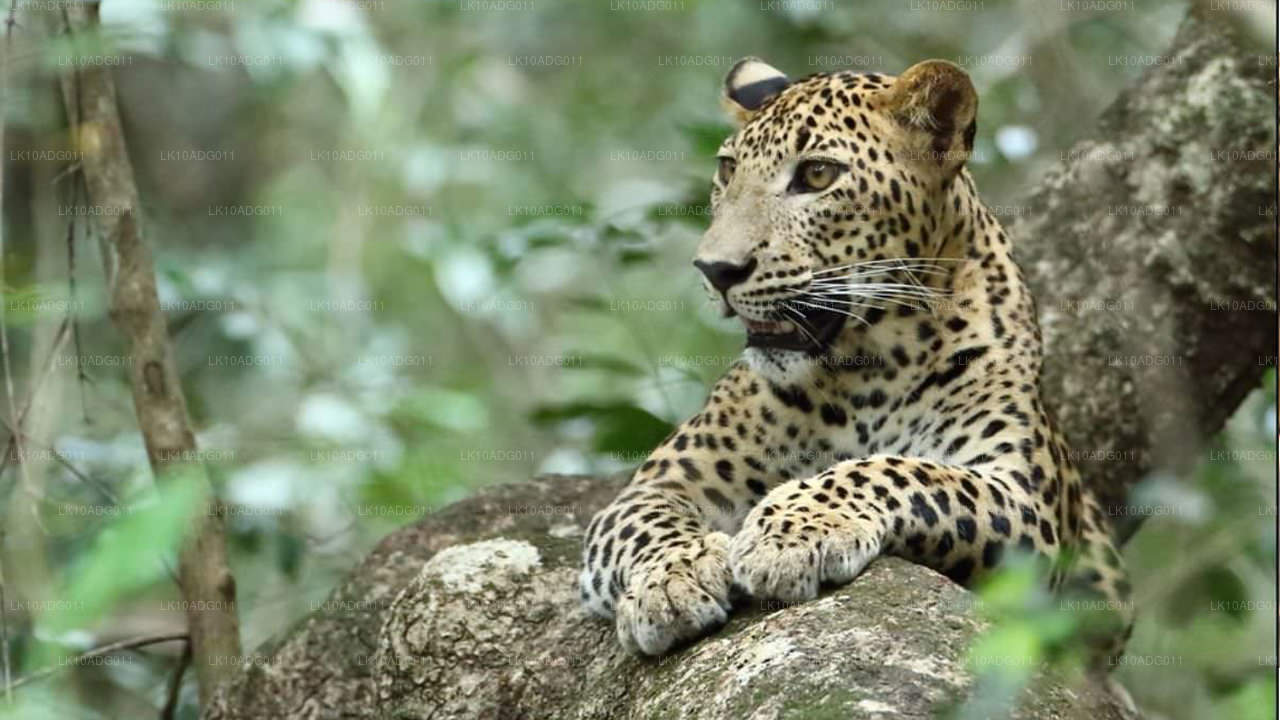 Obserwacja ptaków i zwiedzanie dzikiej przyrody (10 dni)