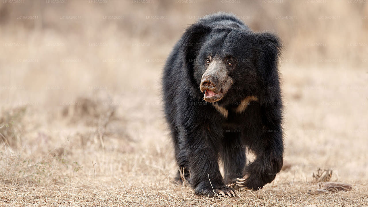 Obserwacja ptaków i zwiedzanie dzikiej przyrody (10 dni)