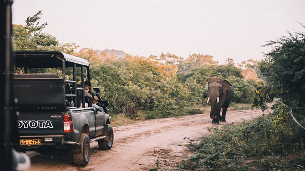Obserwacja ptaków i zwiedzanie dzikiej przyrody (10 dni)
