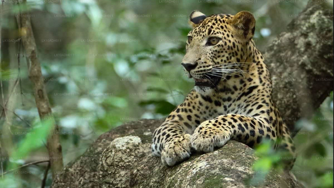 Wycieczka po ptakach i dzikiej przyrodzie (11 dni)