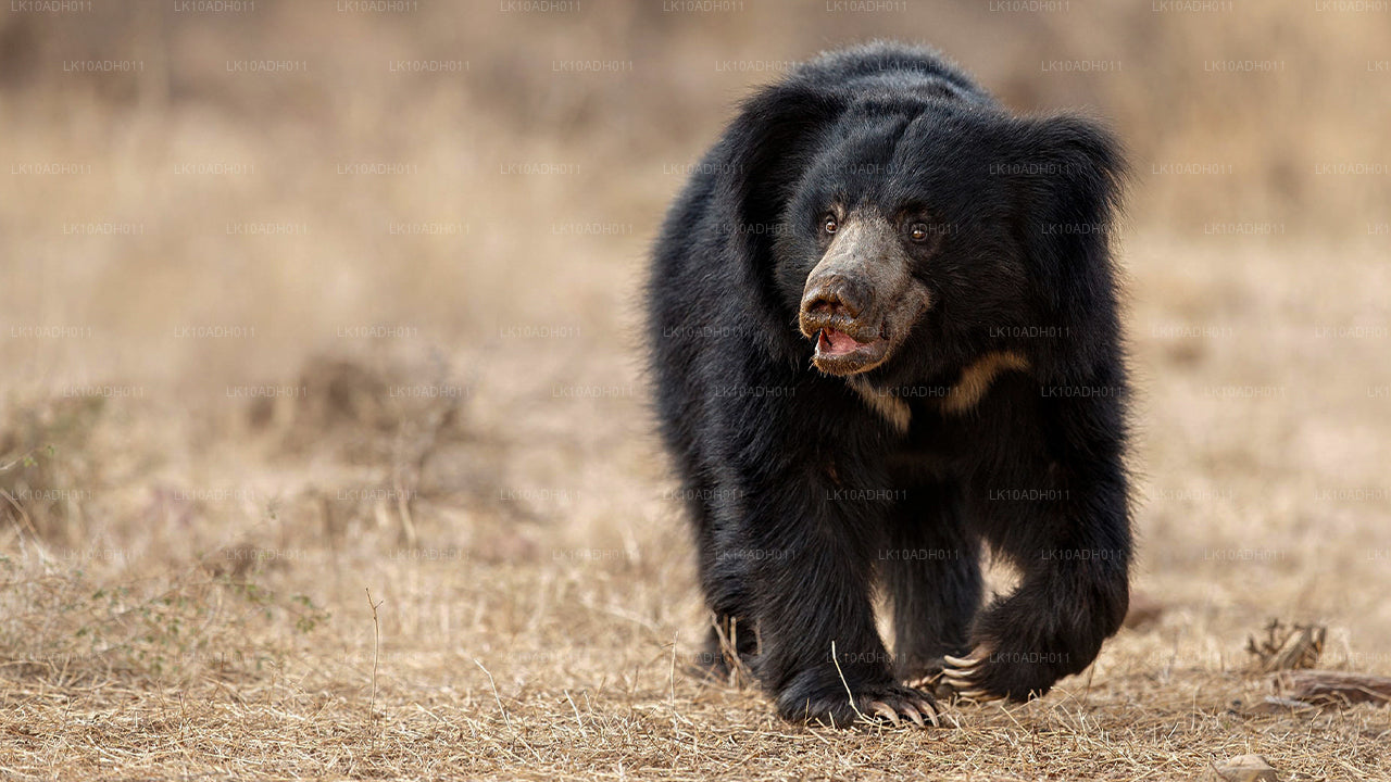 Wycieczka po ptakach i dzikiej przyrodzie (11 dni)