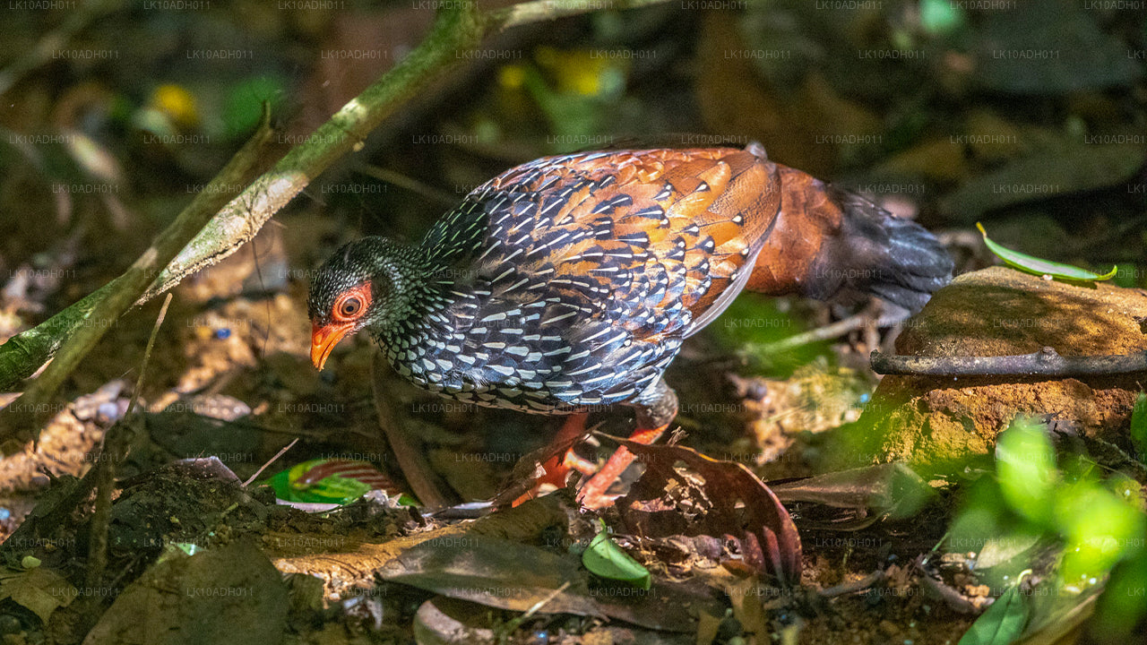 Wycieczka po ptakach i dzikiej przyrodzie (11 dni)