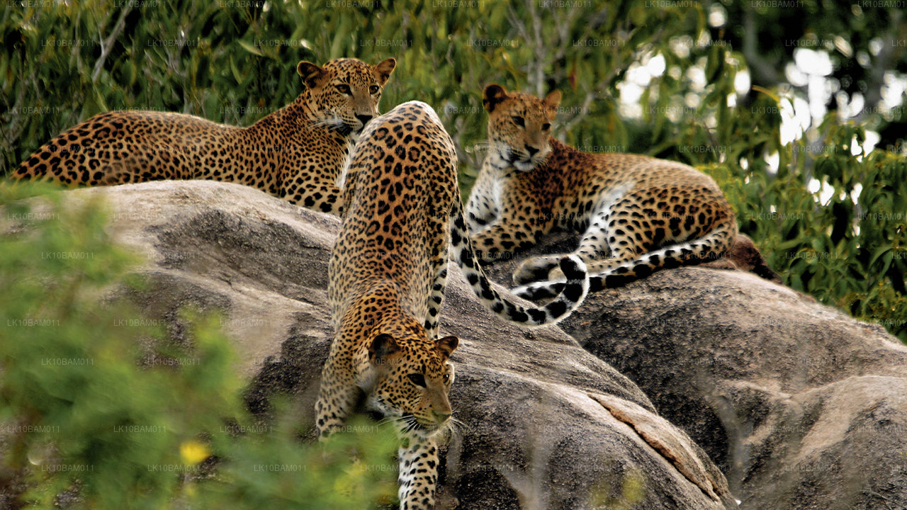 Scenic Serendib (11 dni)