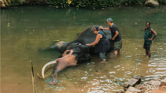 Zagubieni na Cejlonie (11 dni)