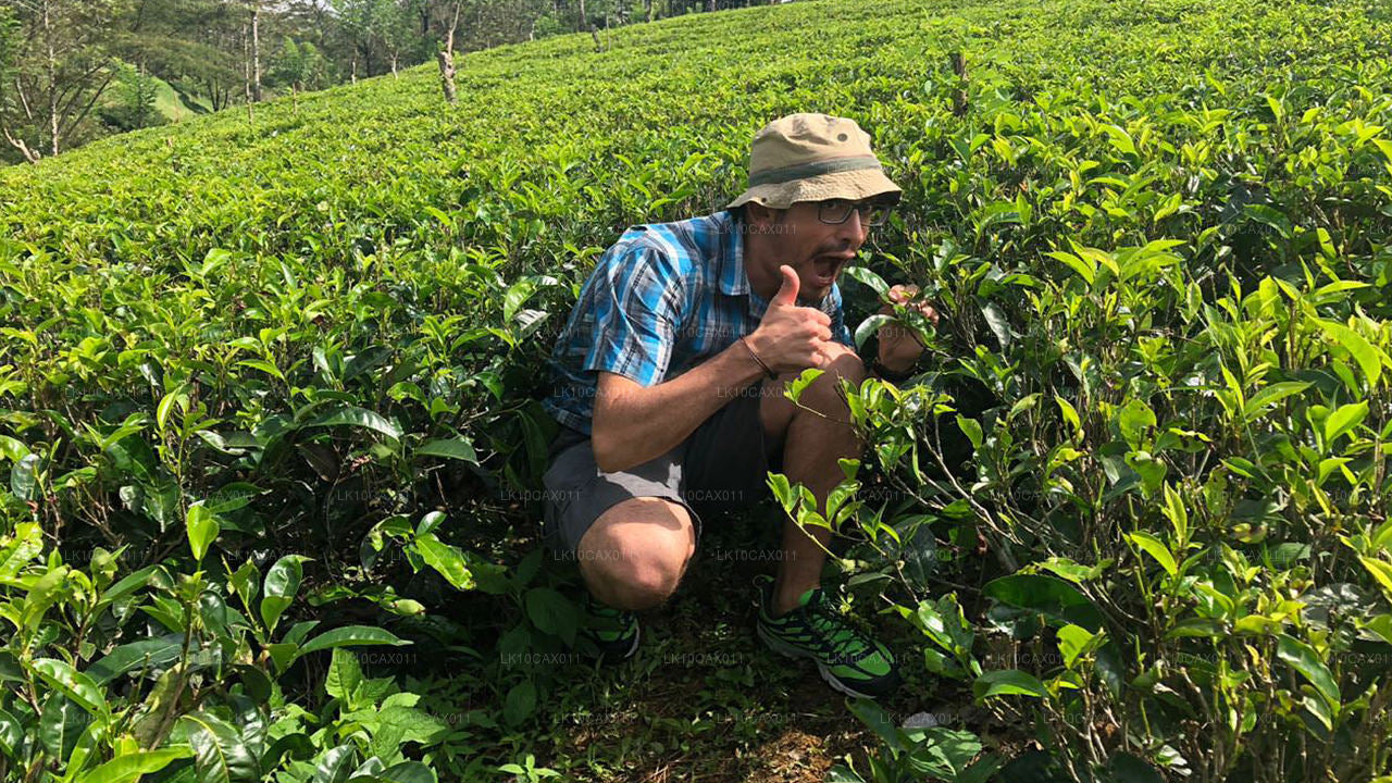 Przygoda z niespodzianką (12 dni)