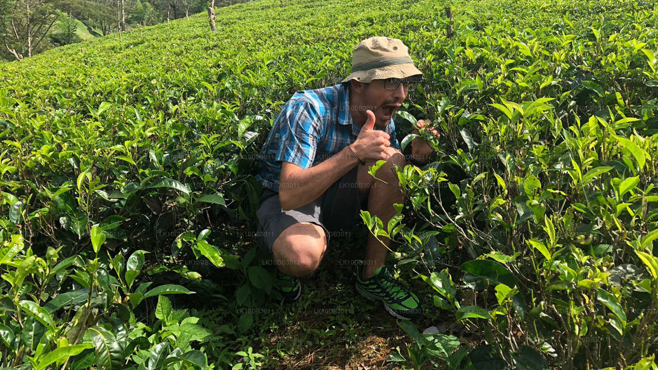 Szlak dookoła Cejlonu (13 dni)