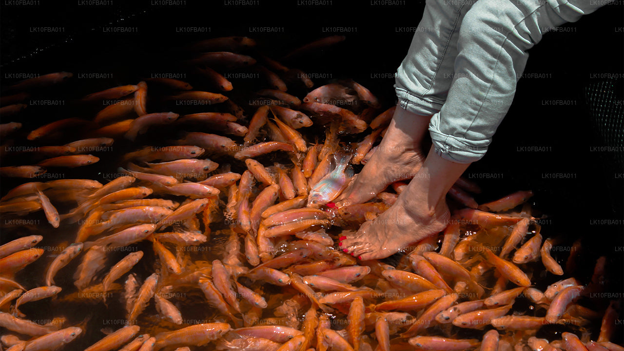 Szlak Serendipity (15 dni)