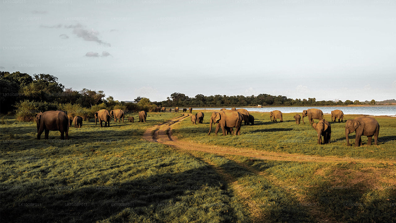 Odkrywanie Serendib (16 dni)