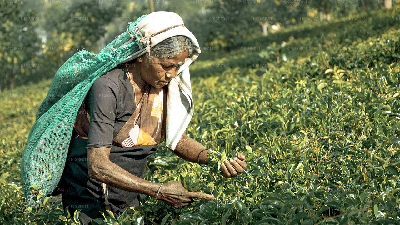 Odkrywanie Serendib (16 dni)