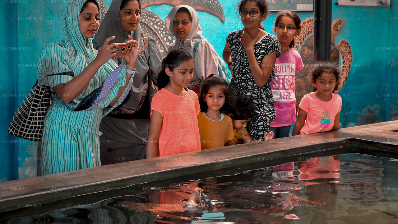 Współczesny Cejlon (17 dni)