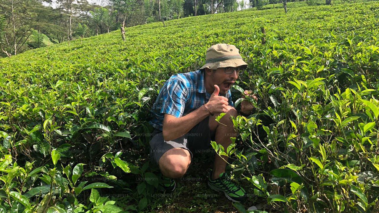 Nurkuj na podniecenie (20 dni)