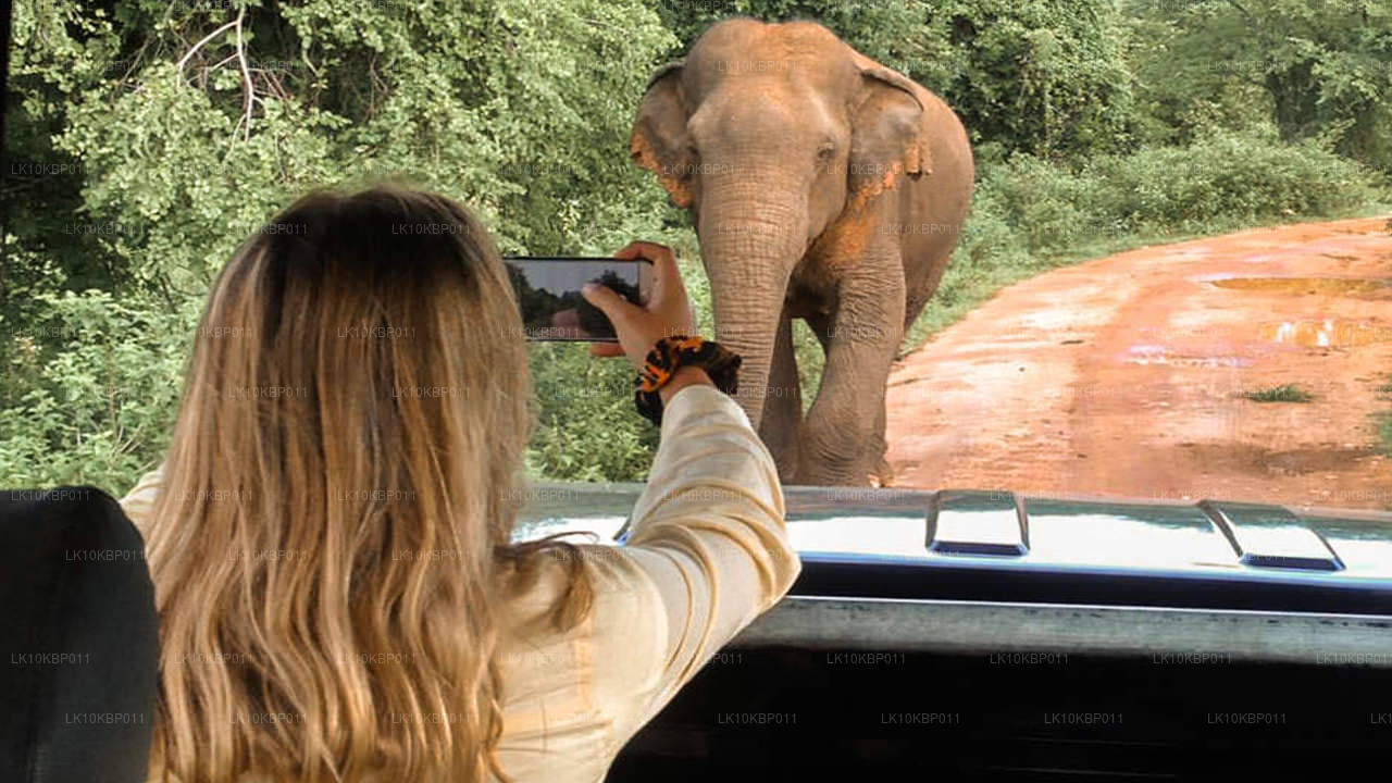 Nurkuj na podniecenie (20 dni)