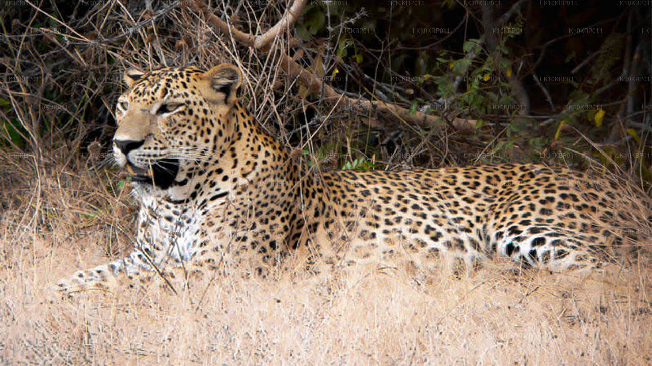 Nurkuj na podniecenie (20 dni)