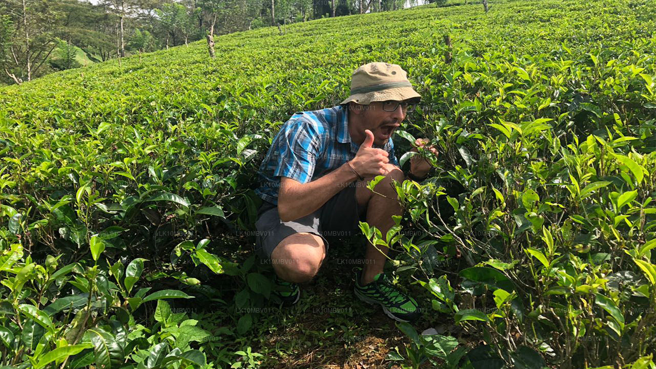 Świątynie i przyroda (22 dni)