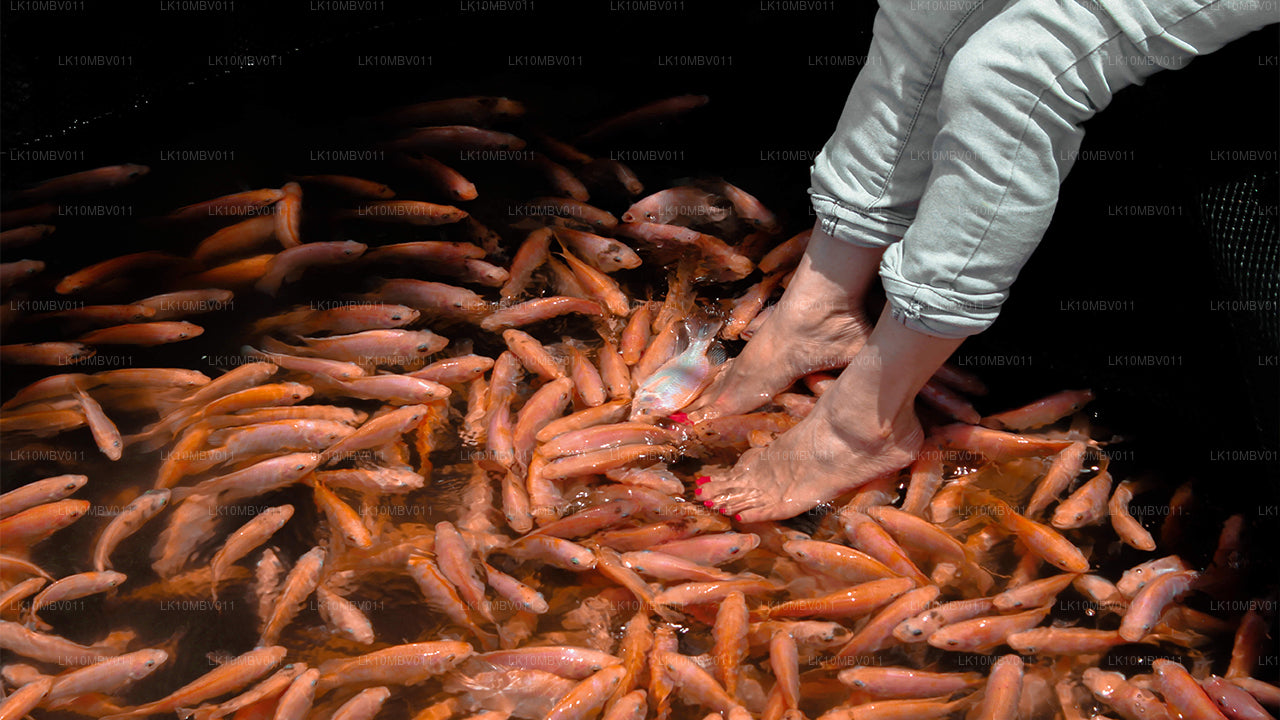 Świątynie i przyroda (22 dni)