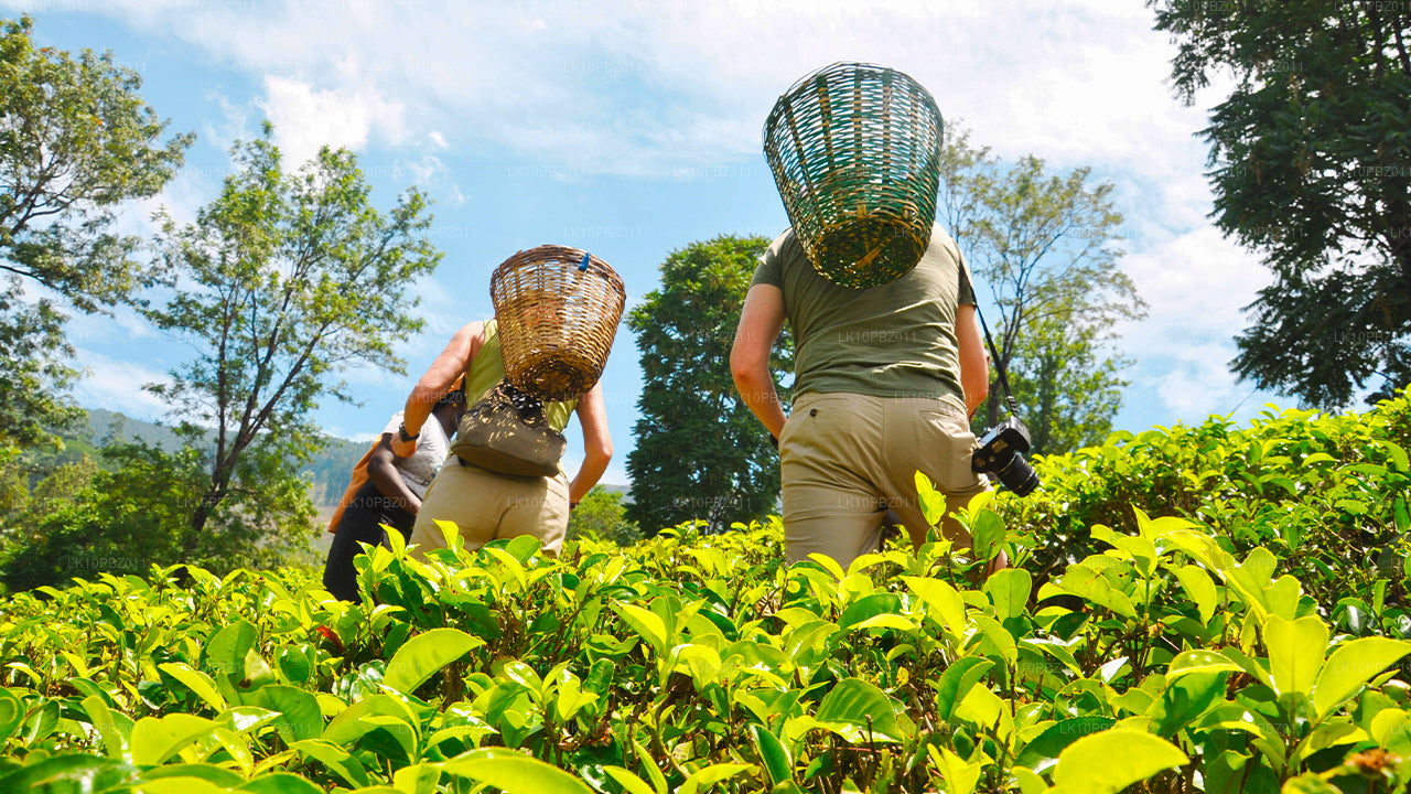 Niesamowita Sri Lanka (25 dni)