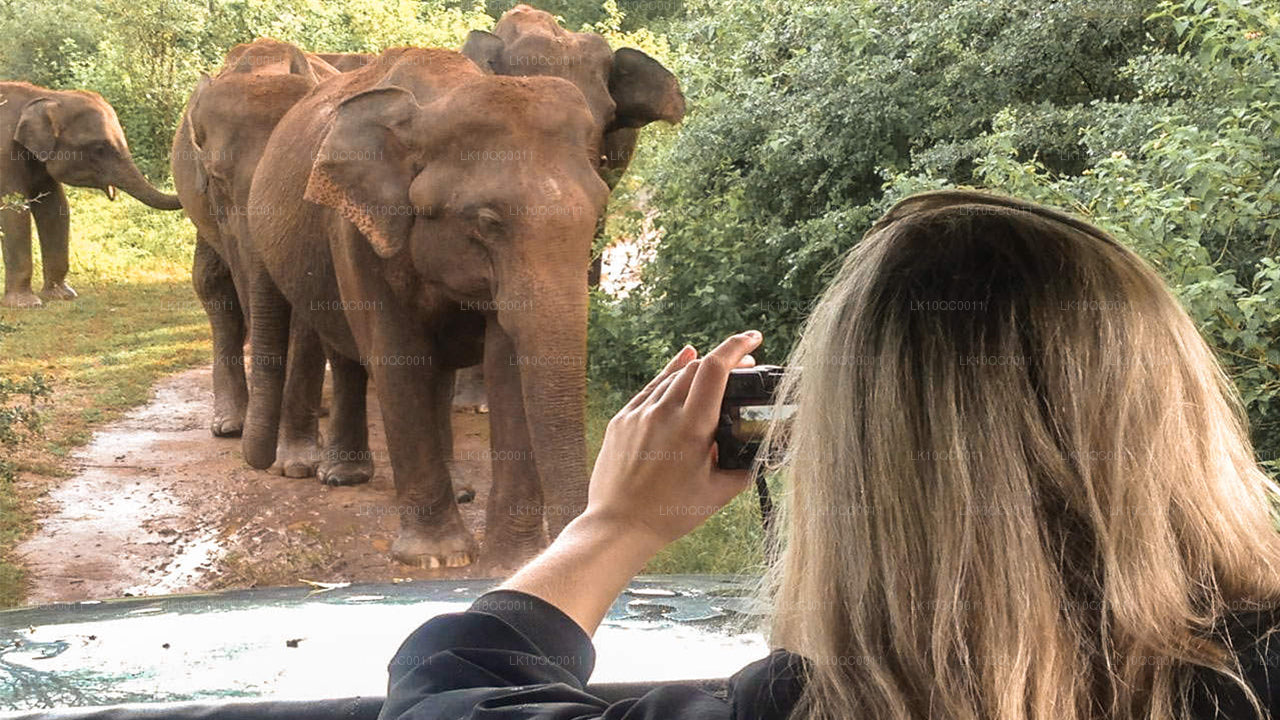 Ceylon Endearment (26 dni)