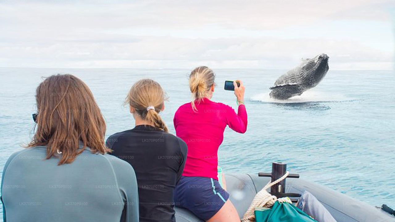 Obserwowanie wielorybów z Hiriketiya na wspólnej łodzi