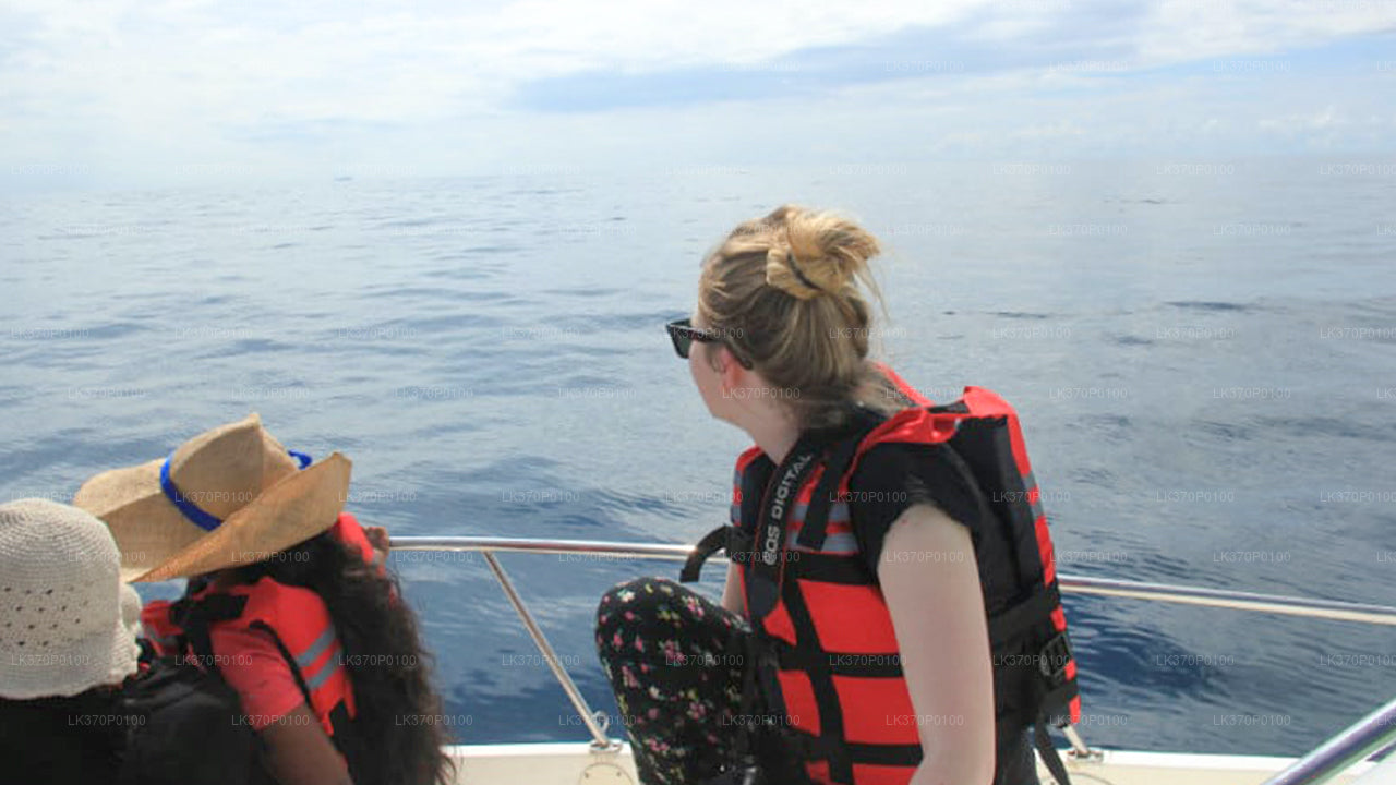 Obserwowanie wielorybów z Hiriketiya na wspólnej łodzi