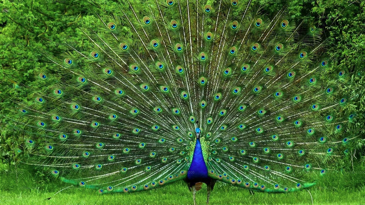 Prywatne safari w Parku Narodowym Udawalawe