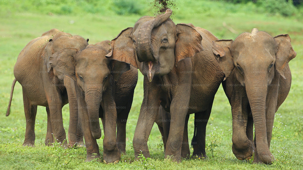 Prywatne safari w Parku Narodowym Udawalawe