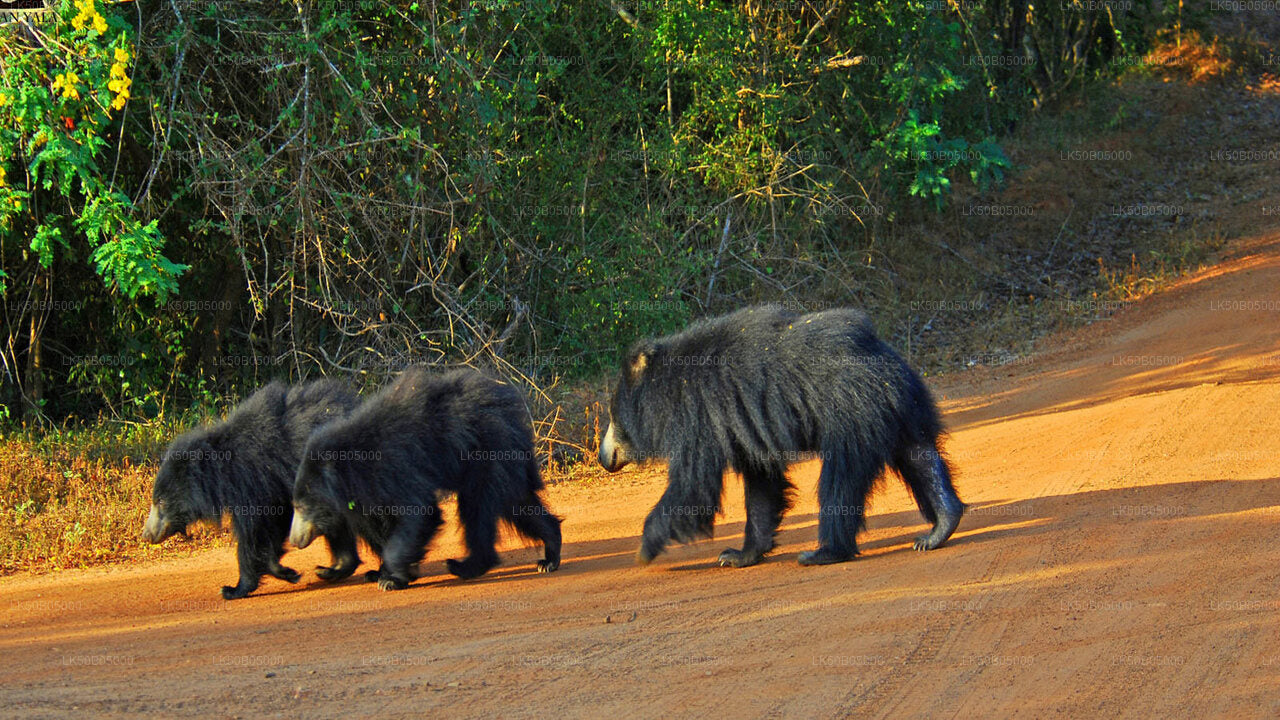 Prywatne safari w Parku Narodowym Minneriya z Sigiriya