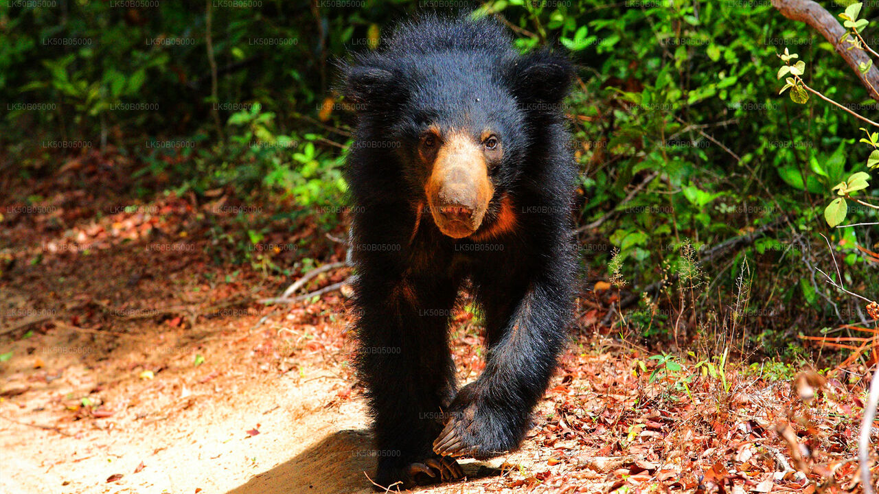Prywatne safari w Parku Narodowym Minneriya z Sigiriya