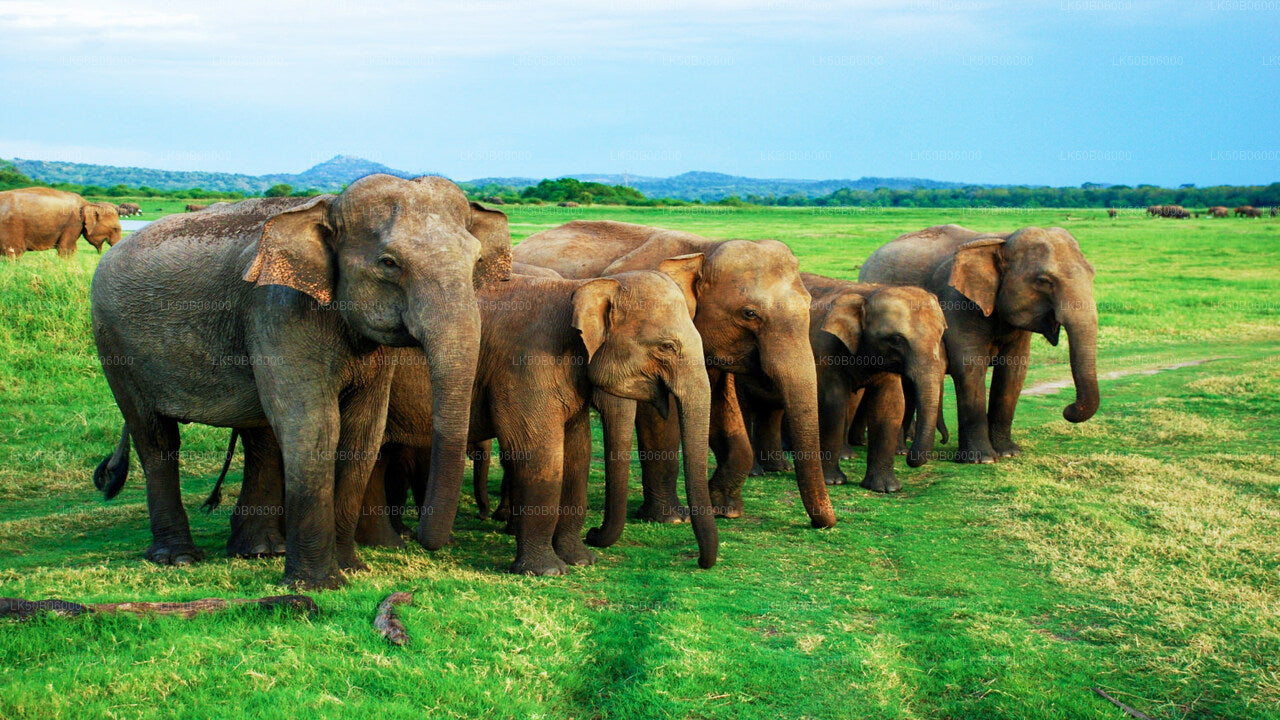 Prywatne safari w Parku Narodowym Minneriya z Dambulli