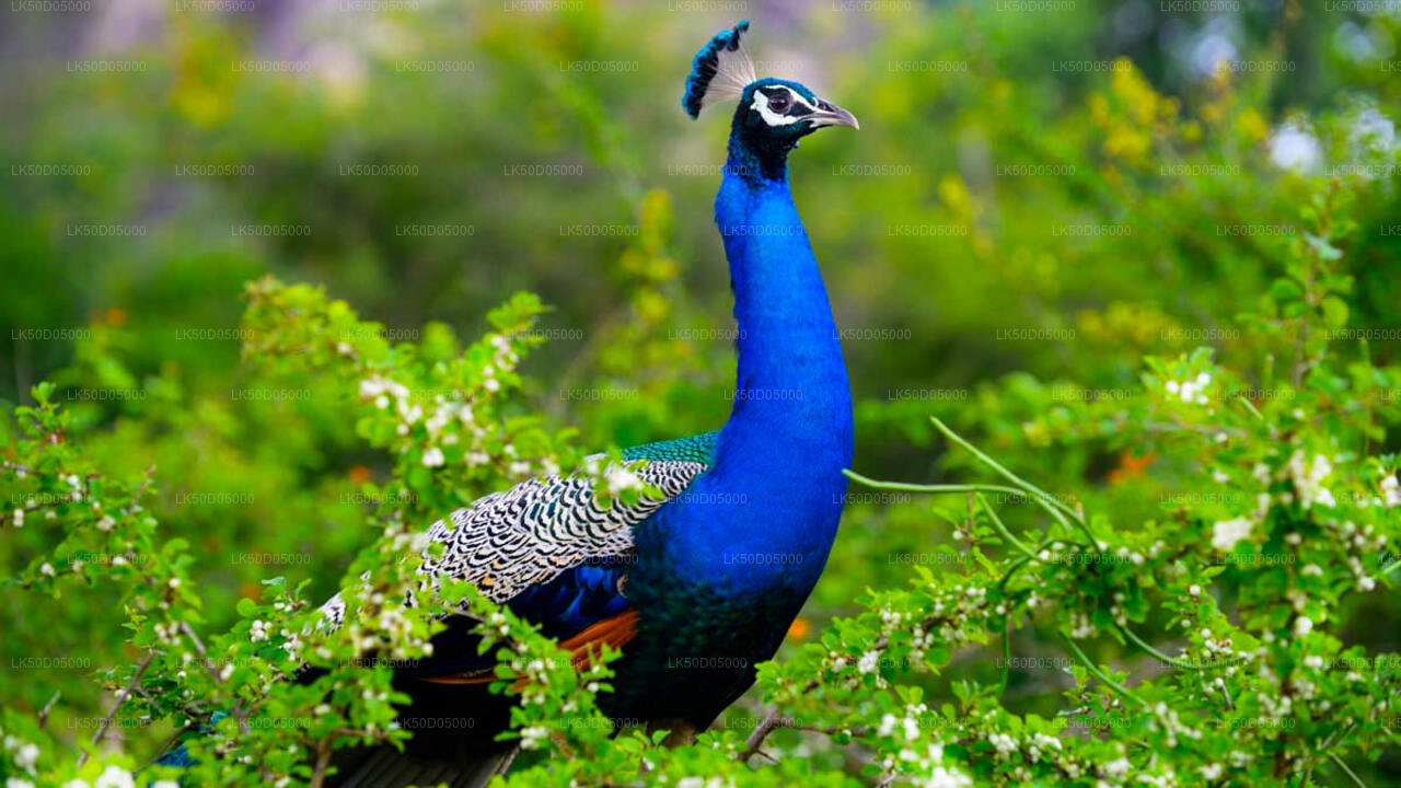 Prywatne safari w Parku Narodowym Kaudulla z Sigiriya