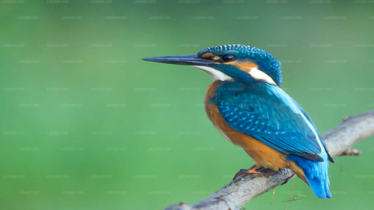 Prywatne safari w Parku Narodowym Lahugala Kitulana