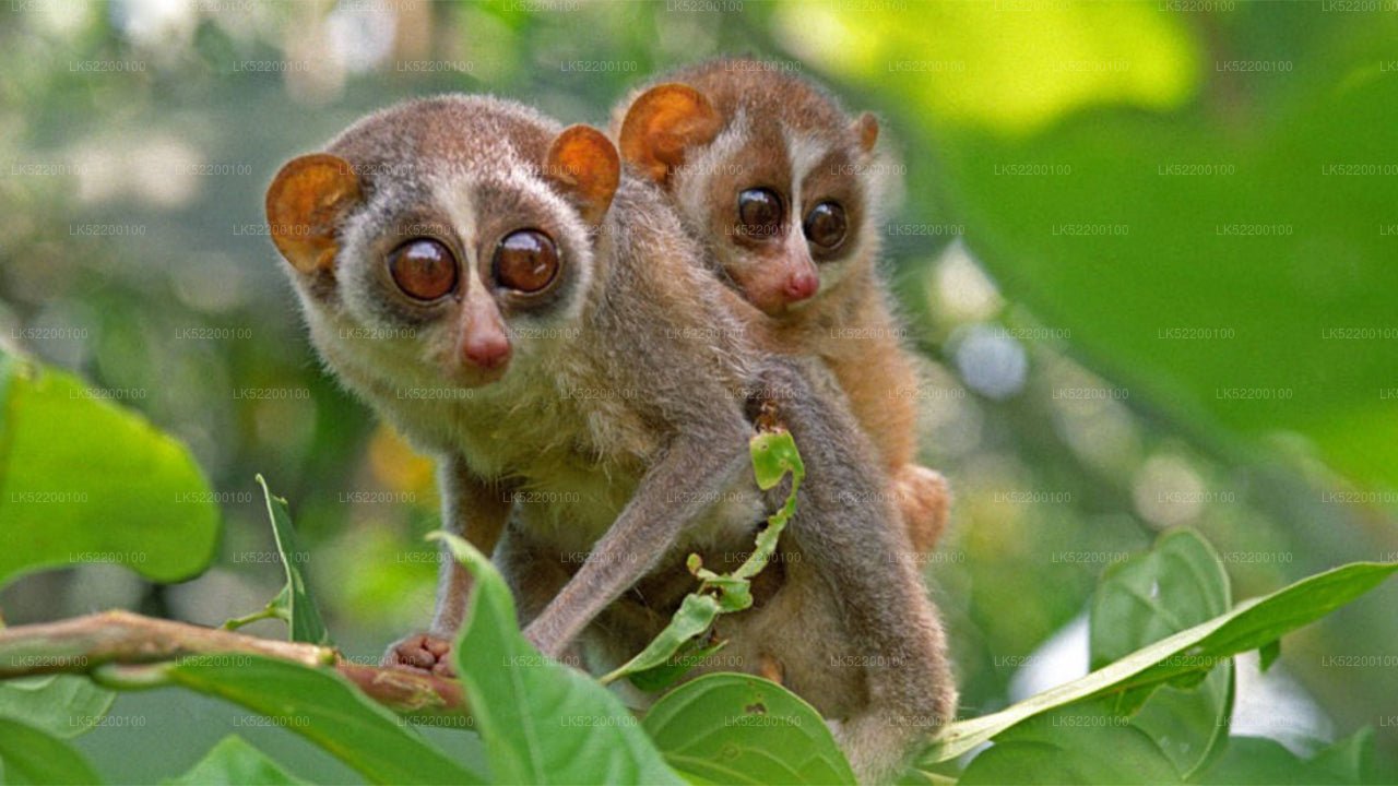 Loris obserwuje z Sigiriya