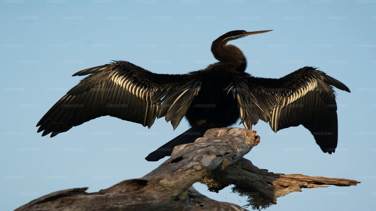 Safari w Parku Narodowym Bundala z Bentoty